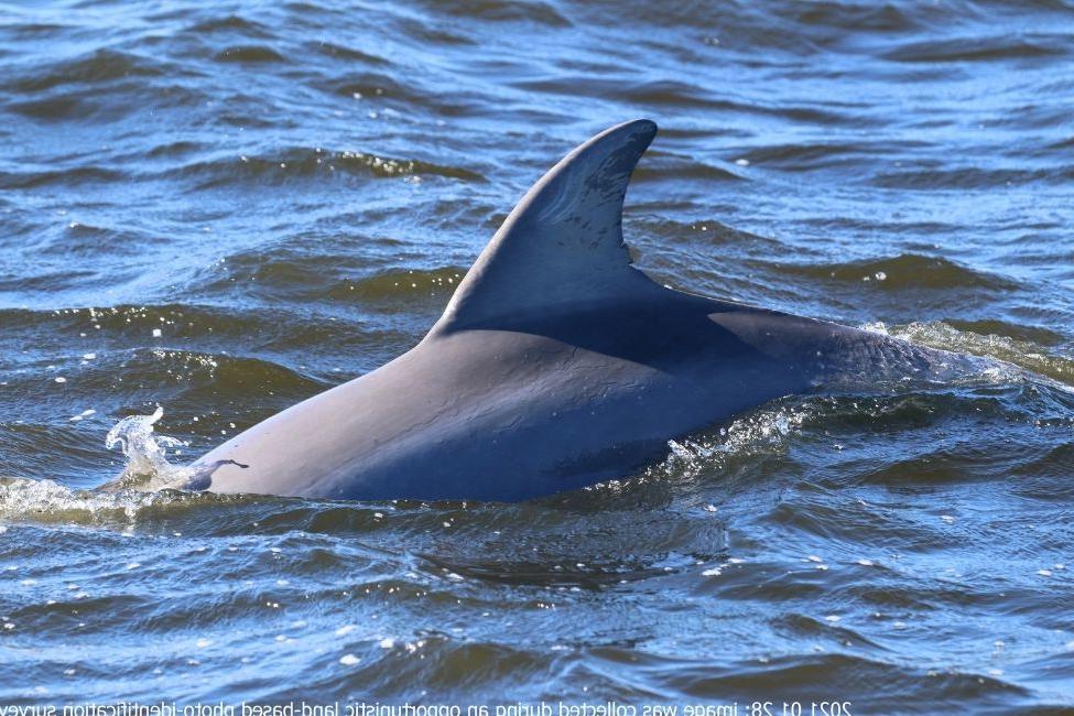 Dolphin swimming in ocean