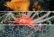 Protection of Deep-Sea Corals Mark Major Milestone