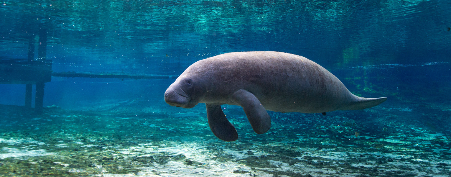 Saving Starving Manatees