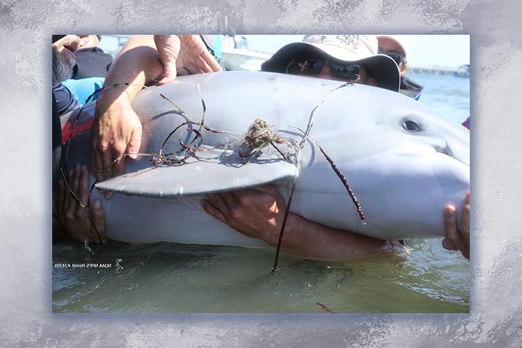 Dolphin Rescue in Stuart