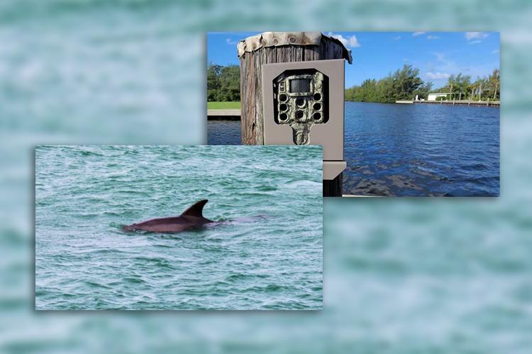 Dolphin Spotting Stations