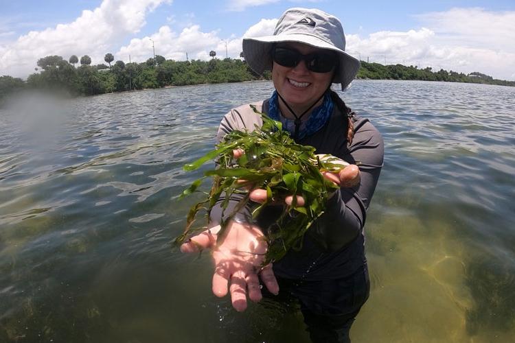 Green Microalga in the Indian River Lagoon