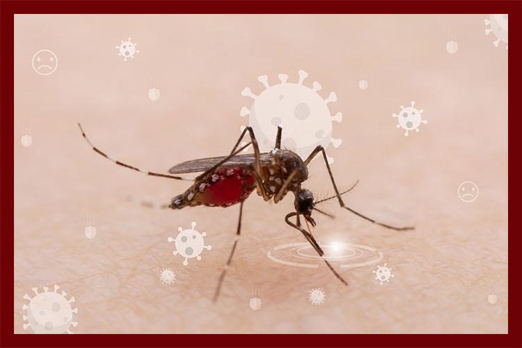 Malaria Parasite and Human Time Clocks Align