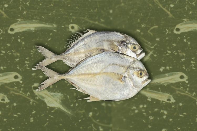 Raising Pompano