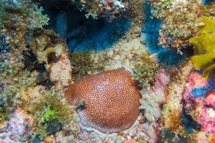 Deeper Corals May Help Shallow Reefs Recover