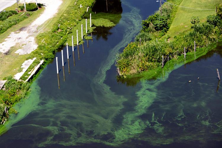 Florida Agriculture Fuels Algae Blooms