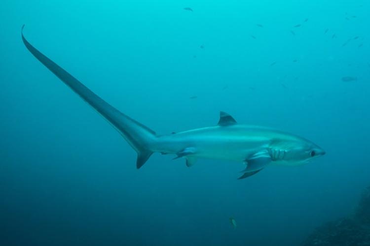 Thresher Sharks