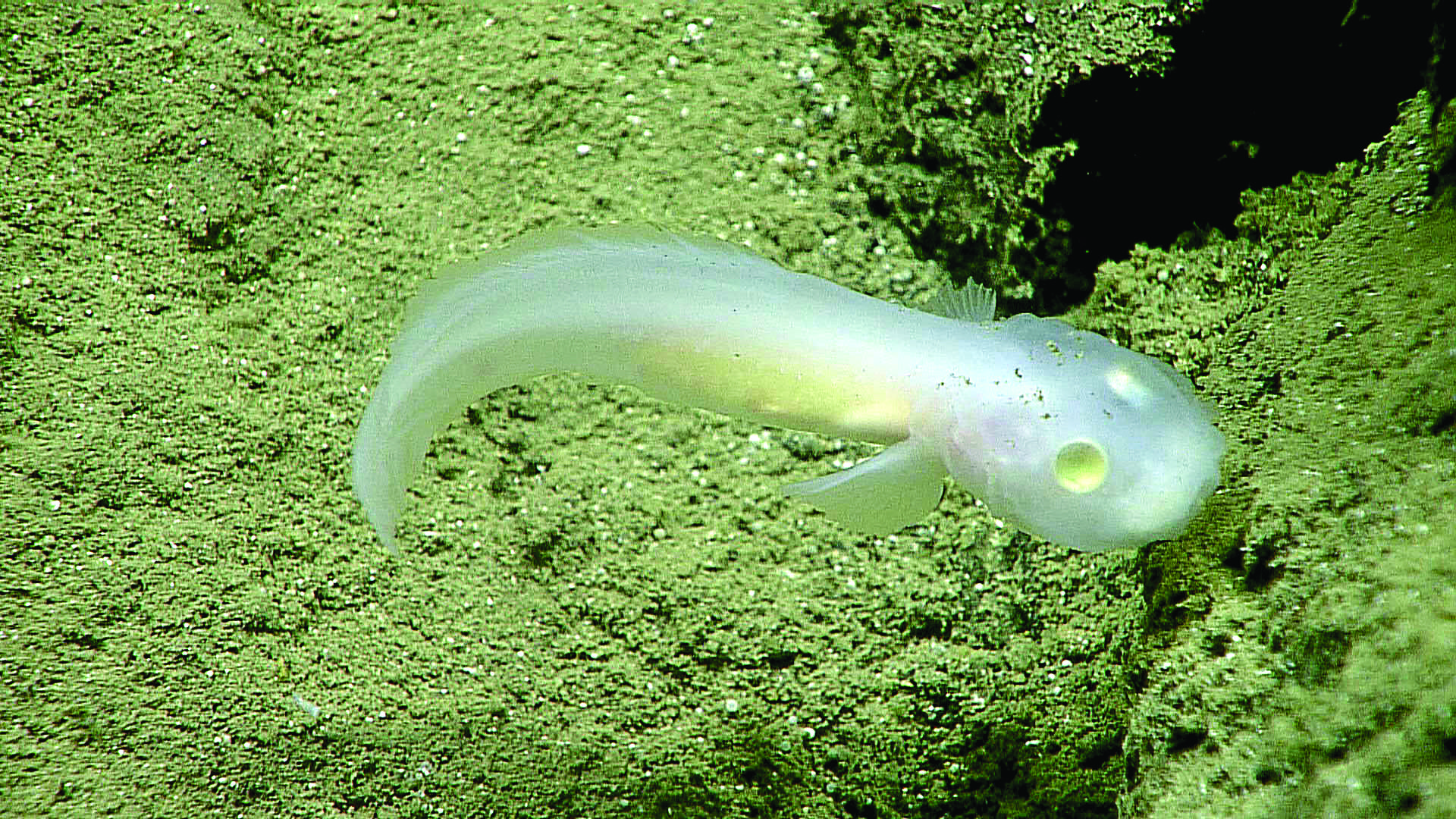 A Ghost Fish Comes Into View for First Time